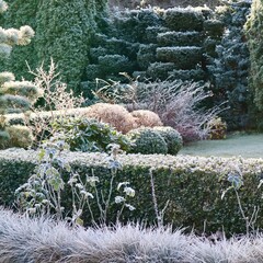 Garden landscape covered in hoarfrost, winter season creating a beautiful frozen natural design