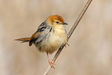 A small Levaillans cisticola (Cisticola tinniens) perched on a branch, South Africa
