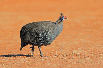 A helmeted guineafowl (Numida meleagris) walking in natural habitat, South Africa