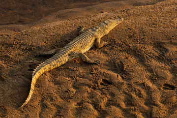 A Nile crocodile (Crocodylus niloticus) basking in natural habitat, Kruger National Park, South Africa
