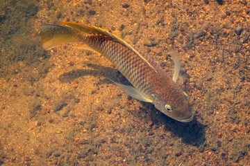 A redbreasted tilapia (Coptodon rendalli) swimming in a river, Kruger National Park, South Africa
