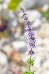Mentha spicata,an aromatic herb of the mint family Lamiaceae,on the riverbank in August in the Italian Lazio region,macro close up