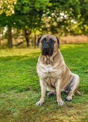 2022-09-25 LARGE FAWN COLORED BULLMASTIFF WITH BRIGHT EYES A DARK MUZZLE SITTING IN A OFF LEASH DOG AREA ON MERCER ISLAND WASHINGTON