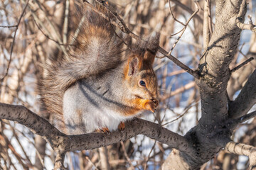 The squirrel with nut sits on tree in the winter or late autumn