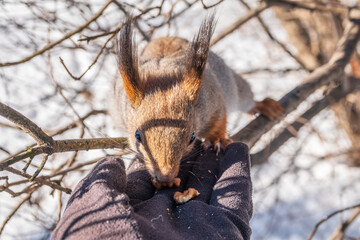 Squirrel eats nuts from a man's hand. Caring for animals in winter or autumn.