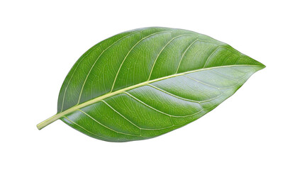 Fototapeta premium Green Leaf Isolated on White Background