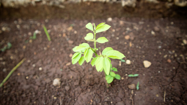 sweet leaf bush or katuk plant Growing in Soil