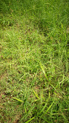 Lush Green Grass Field Close-Up