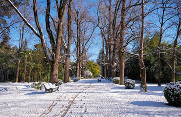 Alley covered with snow in the arboretum "Southern Cultures". Sirius. Krasnodar Krai. Russia