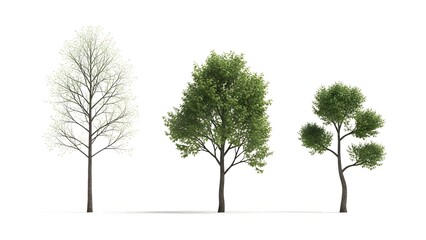 Obraz premium Three trees in varying stages of foliage bare full and bushy growth patterns
