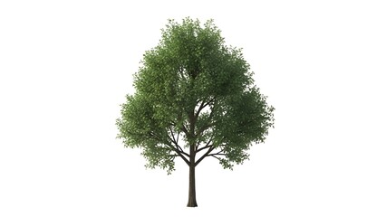 Isolated lush green tree with dense foliage and a prominent brown tree trunk