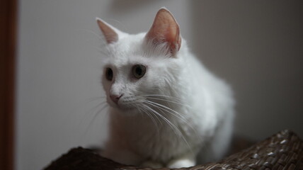 white cat © Sebastian
