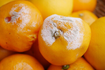 Rotten oranges with mold in a mixed fruit pile