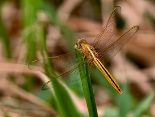 Golden Dragonfly Perched on Grass Blade.