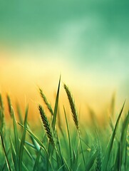 Fresh Green Spring Wheat Field Under a Warm Sky Gradient With Clean Framing During Sunny Weather in a Rural Landscape