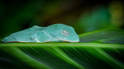 Tree Frog, "Reinwardt's Flying Frog"