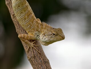 lizard on a tree branch