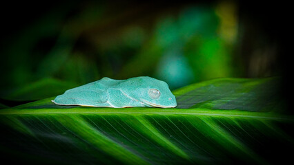Tree Frog, "Reinwardt's Flying Frog"