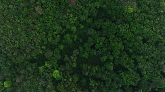 aerial view of fog and dark green forest Rich natural ecosystem, rainforest, natural forest conservation concept.	
