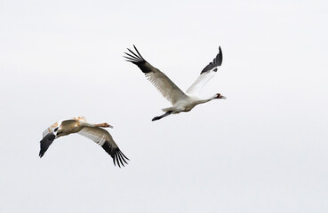 The whooping cranes (Grus americana),  in flight on the white background, close up