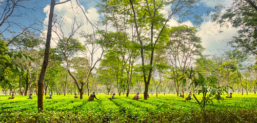 Tea pickers harvesting