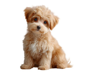 Cute Apricot Poodle Puppy Sitting Isolated on Pastel Pink Background