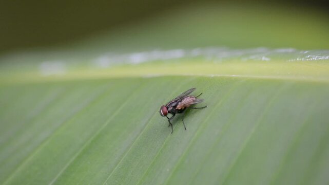 Macro Close-up of a Common Housefly with Red Eyes Resting on a Ribbed Green Leaf in a Natural Outdoor Environment