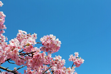 満開の河津桜