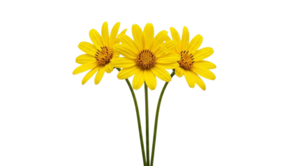Three vibrant yellow flowers with green stems, isolated on a transparent background, PNG image