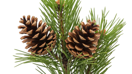  Pine cones and green needles, winter forest, transparent background, PNG image, PNG file