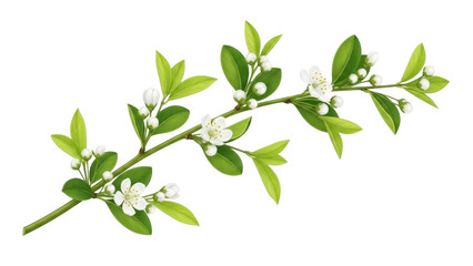 Obraz premium Blooming branch with delicate white flowers and fresh green leaves on a transparent background PNG image