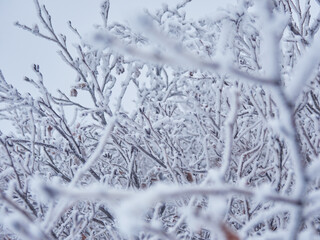 厳し冬の寒さで観光名所立山黒部アルペンルートの室堂山頂の樹氷の風景