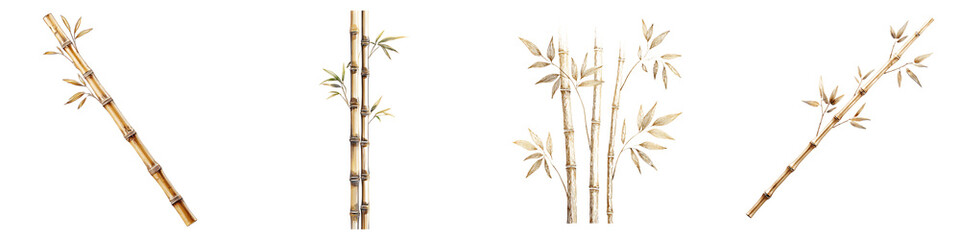 Golden Bamboo Stalks: Elegant Asian Plant Collection on White
