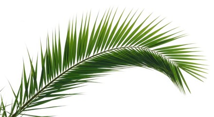 Fototapeta premium Green Palm Frond Against White Background