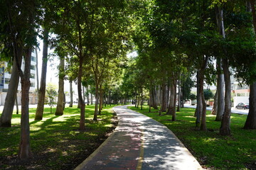 Fototapeta premium Urban park with trees and pedestrian walkway