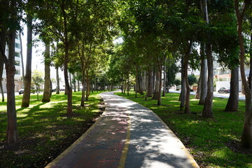 Fototapeta premium Curved walking path surrounded by trees in city park
