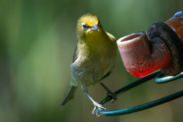South African birds - a Cape white-eye drinks sweetened water from a container in a South African garden