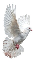 Obraz premium White dove flying with wings spread wide against a plain white background.