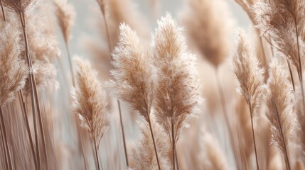 Fototapeta premium Soft beige pampas grass plumes with feathery texture natural dried botanical decor elegant isolated on white background