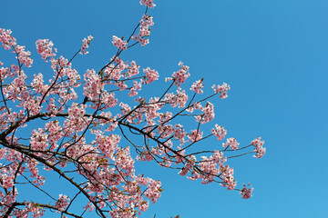 満開の河津桜