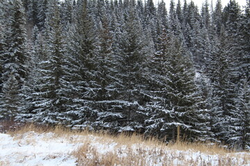 Dusting Of Snow On Trees, Whitemud Park, Edmonton, Alberta