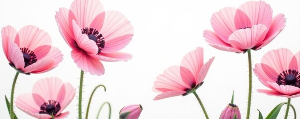 Delicate pink poppy floral pattern, white background, pink, floral pattern, repeating