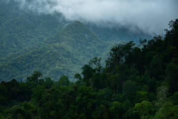 Dark and gloomy forest scenery on mountain layers landscape in Jantho, Aceh, Indonesia, with thick fog that limits visibility