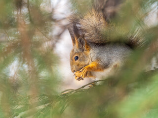 The squirrel with nut sits on tree in the autumn. Eurasian red squirrel, Sciurus vulgaris.