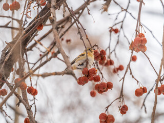 Brambling (Fringilla montifringilla) feeds on apples in winter.