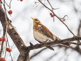 Fieldfare sitting on the bush and feeding on wild red apples in winter or early spring time.