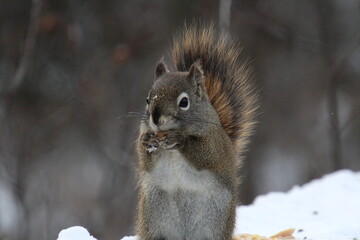squirrel in the snow