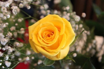 Yellow Rose