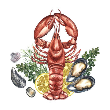 Boiled lobster with lemon, mussels, and herbs. Hand-drawn watercolor illustration. Colorful image of a seafood dish. Perfect for menu design, recipe books, packaging, labels, and more.