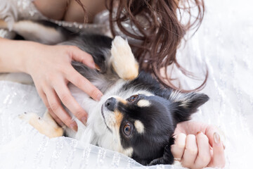 女性と戯れるチワワ